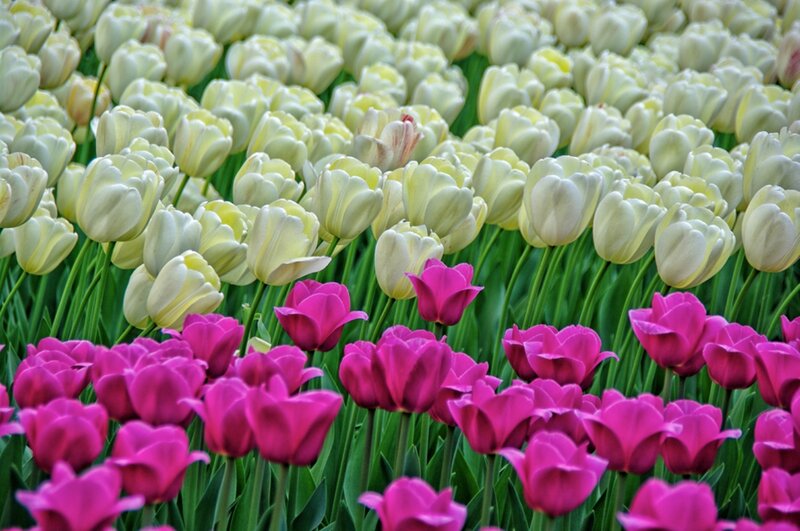 Tulip Field with Pink and White