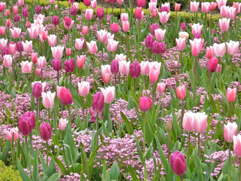 Tulip Field with Pink Flowers