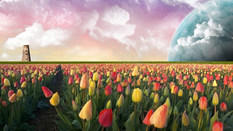 Tulip Field with Planet — Pink