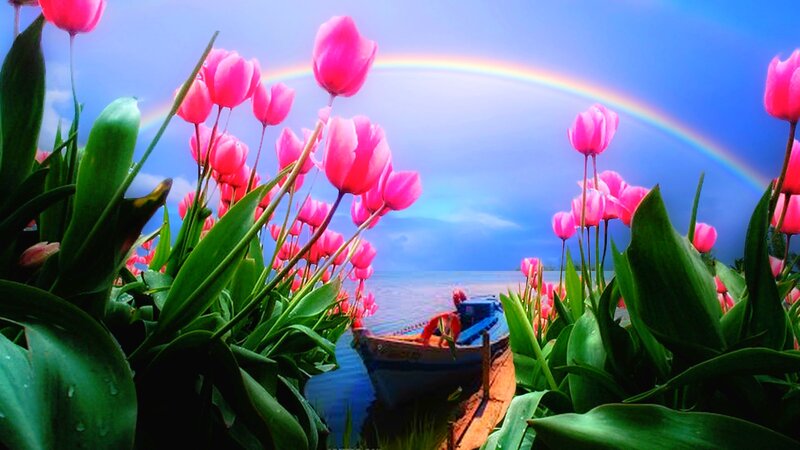 Tulip Field with Rainbow — Pink