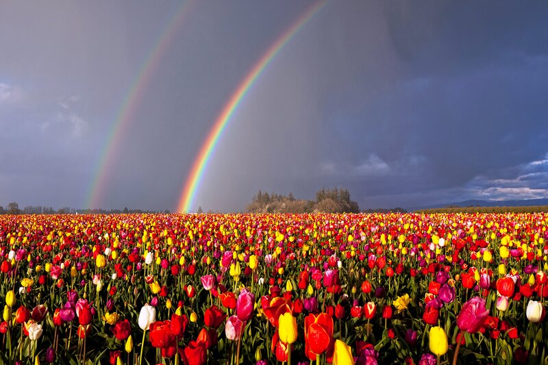 Tulip Field with Rainbow — Red, Dramatic