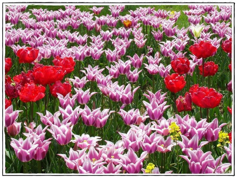 tulip field with red and purple flowers