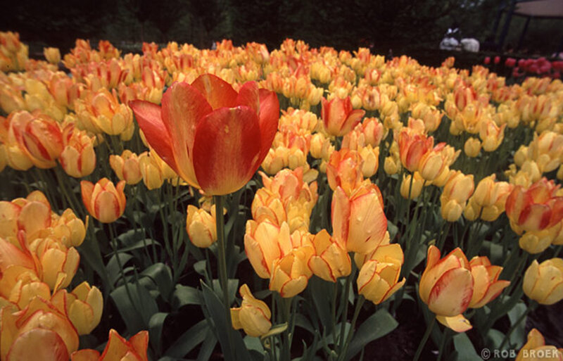 Tulip field with red and yellow flowers