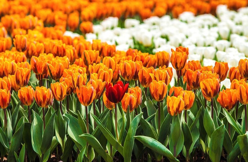Tulip Field with Red Tulip — Orange