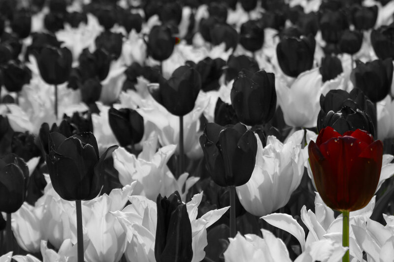 Tulip Field with Red Tulip