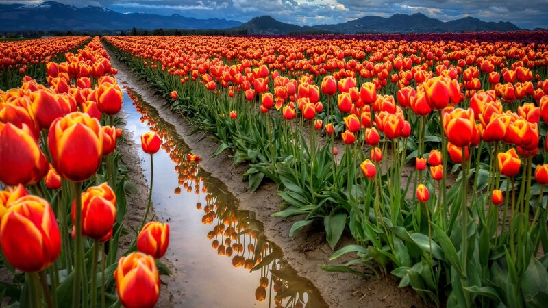 Tulip Field with Reflection — Red
