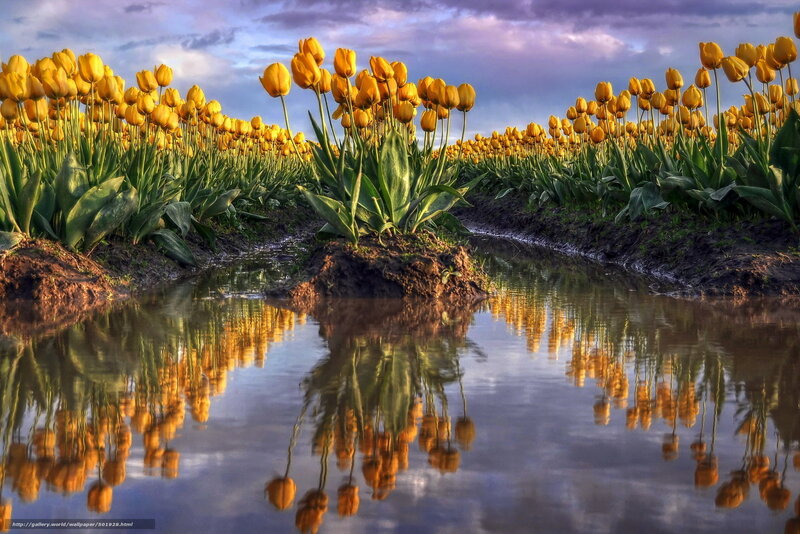 Tulip field with reflection