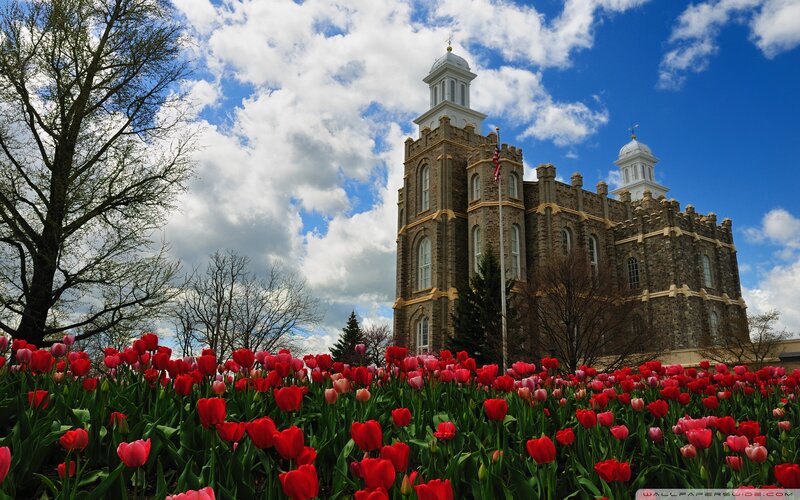 Tulip Field with Temple