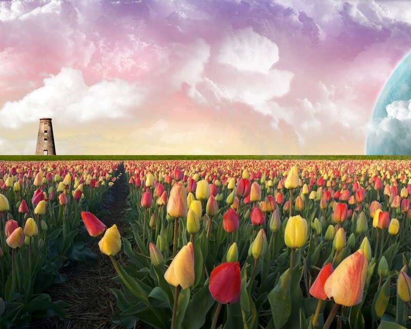 Tulip Field with Tower