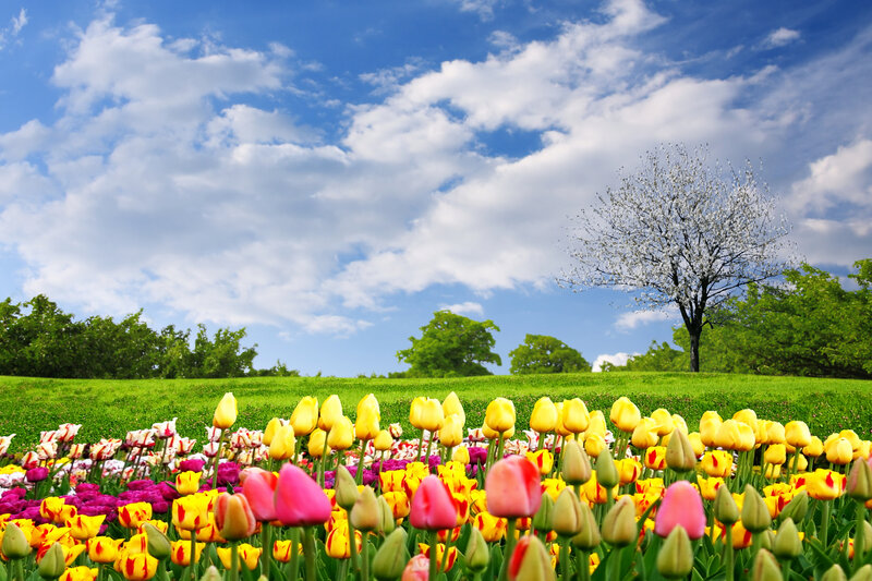 Tulip Field with Tree