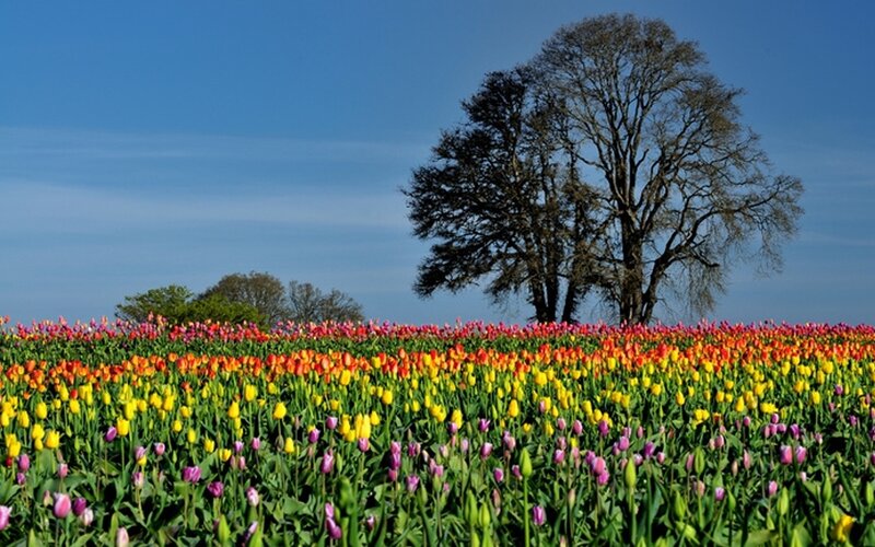 Tulip Field with Tree — Yellow