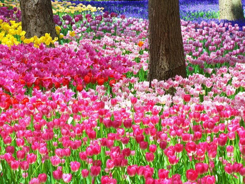 Tulip Field with Trees — Pink, Colorful