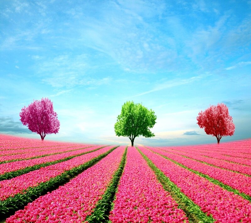 Tulip Field with Trees — Pink, Serene, Afternoon