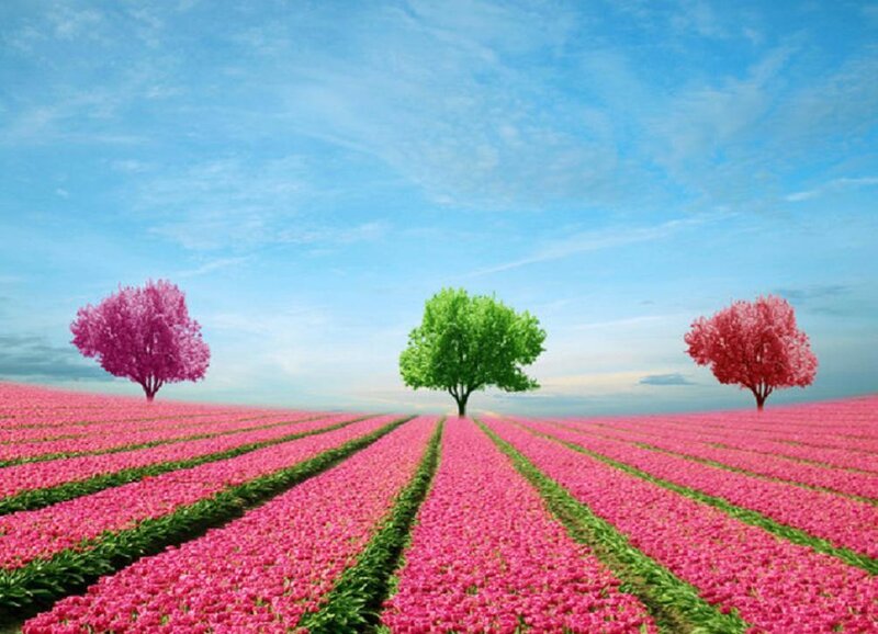 Tulip Field with Trees — Pink