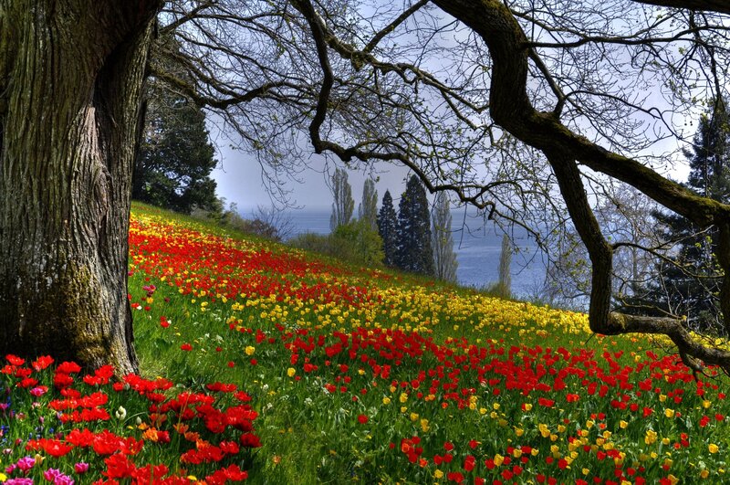 Tulip Field with Trees — Red, Serene