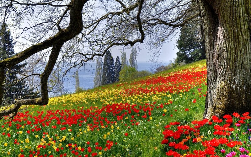 Tulip Field with Trees — Red