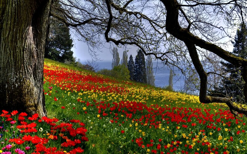 Tulip Field with Trees