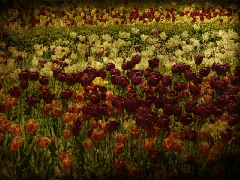 tulip field with vintage filter