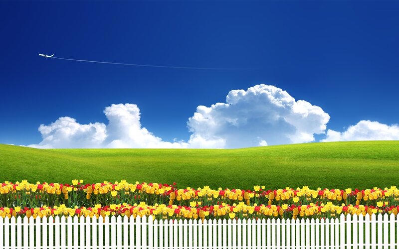 Tulip field with white fence