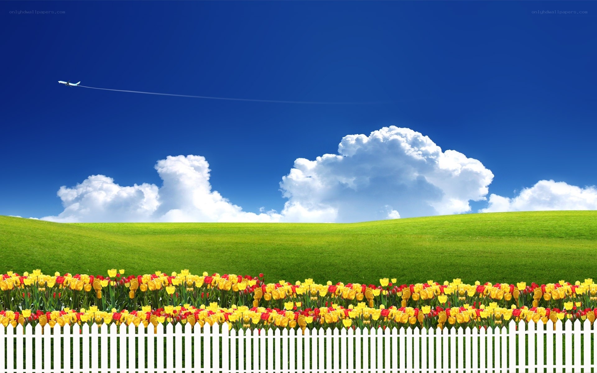 Tulip field with white fence