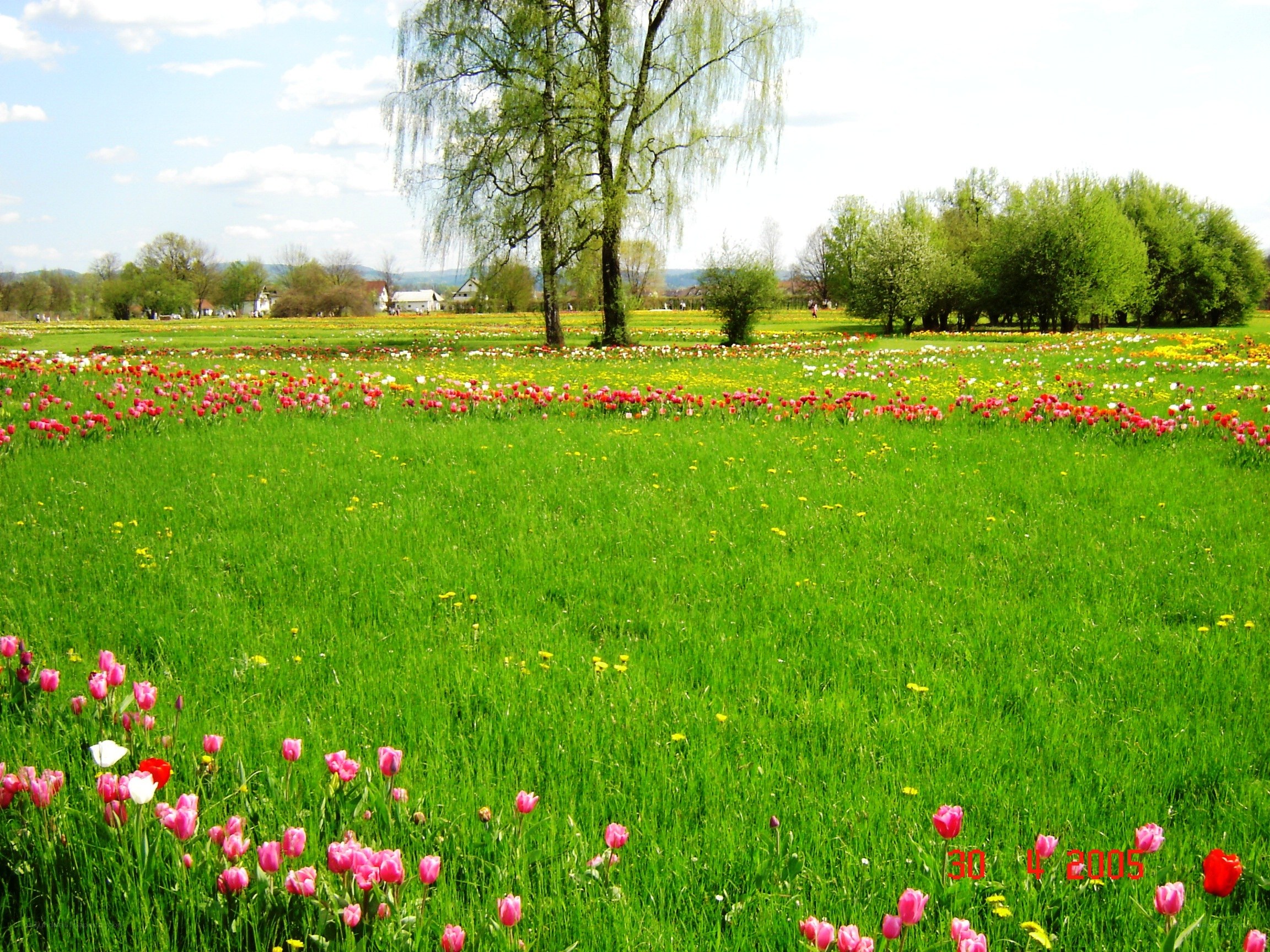 Tulip field with willow tree