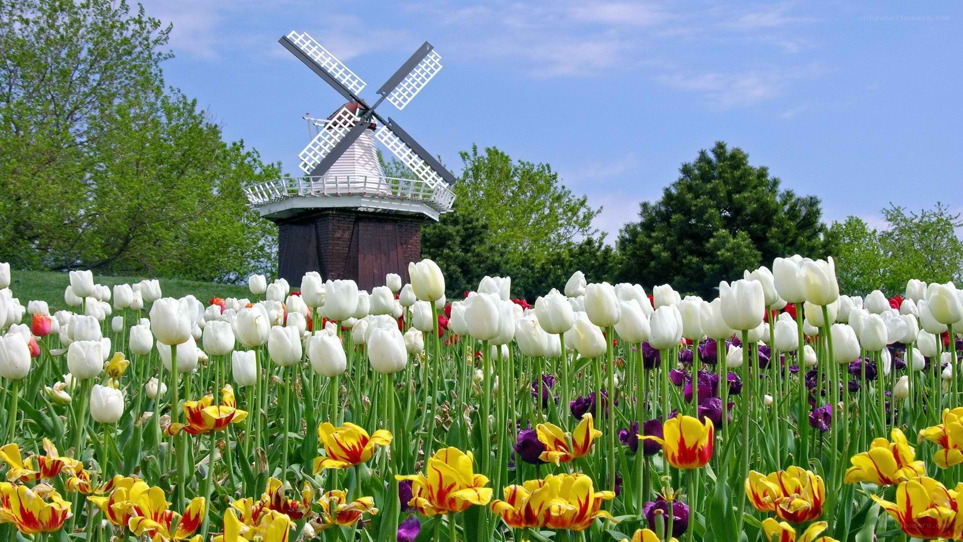 Tulip field with windmill