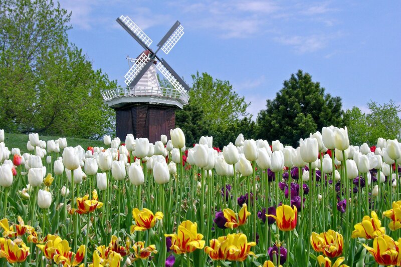 Tulip field with windmill