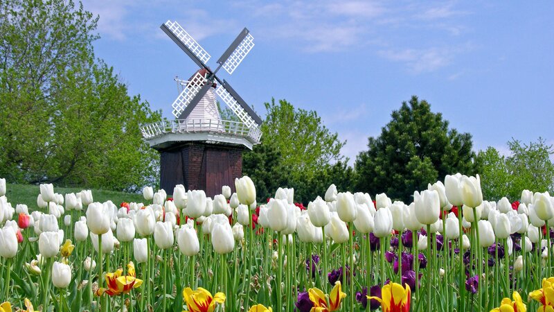 Tulip field with windmill
