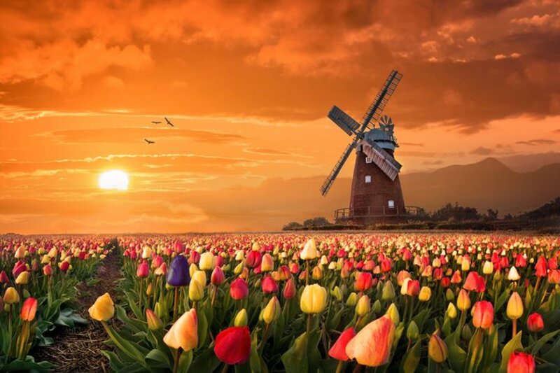 Tulip Field with Windmill — Orange