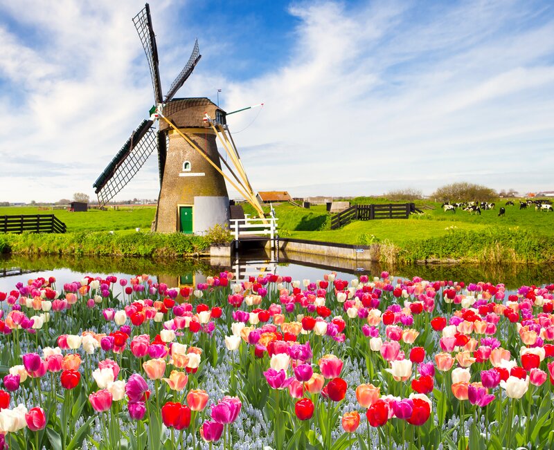Tulip Field with Windmill — Pink, Serene, Afternoon