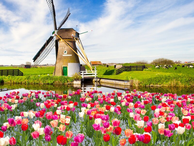 Tulip Field with Windmill — Pink, Serene, Spring, Photograph, Canal
