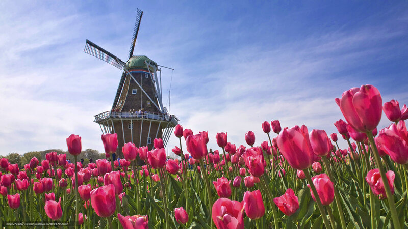 Tulip Field with Windmill — Pink, Serene, Spring, Photograph, Sky