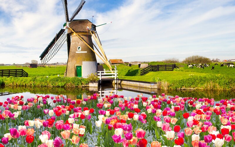 Tulip Field with Windmill — Pink, Serene, Spring, Photograph