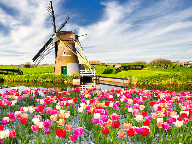 Tulip Field with Windmill — Pink, Serene, Spring