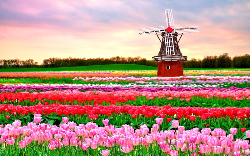 Tulip Field with Windmill — Pink, Serene, Sunset, Photograph