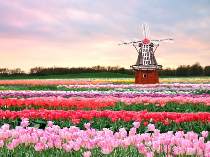 Tulip Field with Windmill — Pink, Serene, Sunset, Photograph, Trees