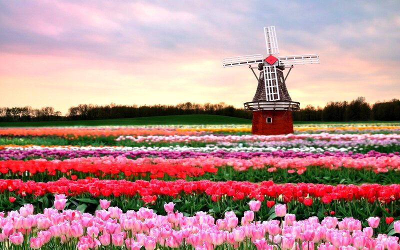 Tulip Field with Windmill — Pink, Serene, Sunset