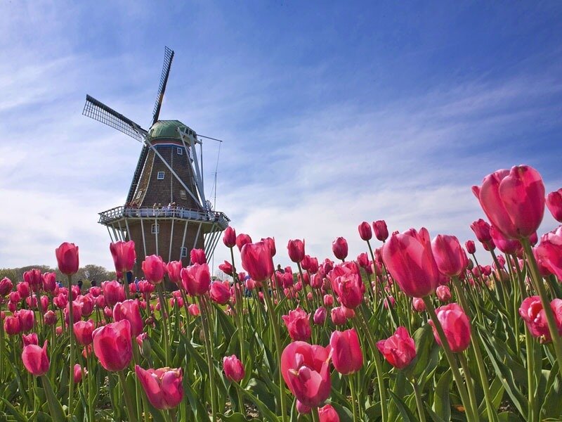 Tulip Field with Windmill — Pink, Serene