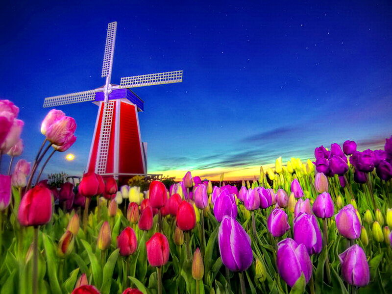 Tulip Field with Windmill — Purple