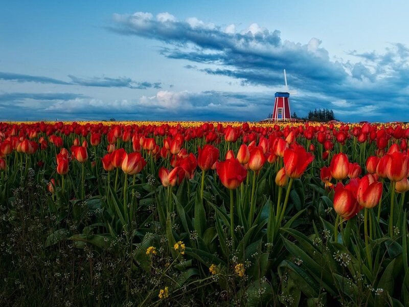 Tulip Field with Windmill — Red, Dramatic