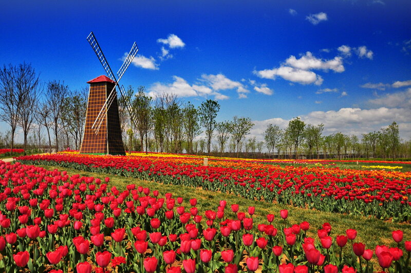 Tulip Field with Windmill — Red, Serene, Afternoon