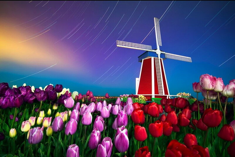 Tulip Field with Windmill — Red, Serene, Night