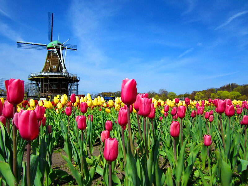 Tulip Field with Windmill — Red, Serene