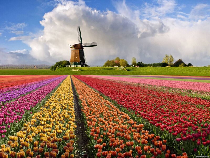 Tulip Field with Windmill — Red