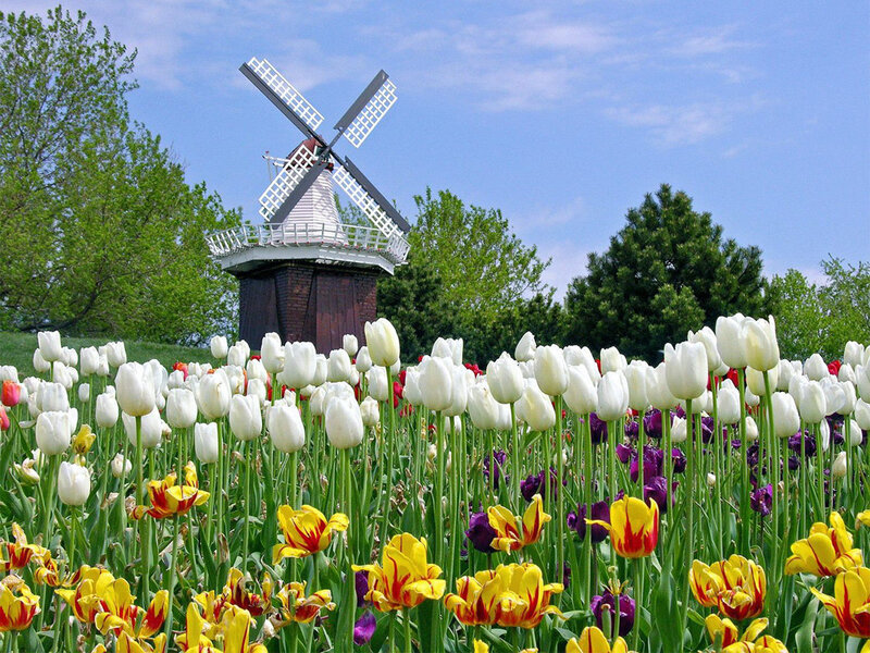 Tulip Field with Windmill — White, Serene, Spring, Photograph