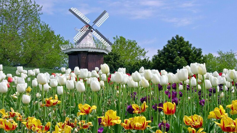 Tulip Field with Windmill — White, Serene, Spring, Photograph, Trees, Flowers, Sky, Yellow