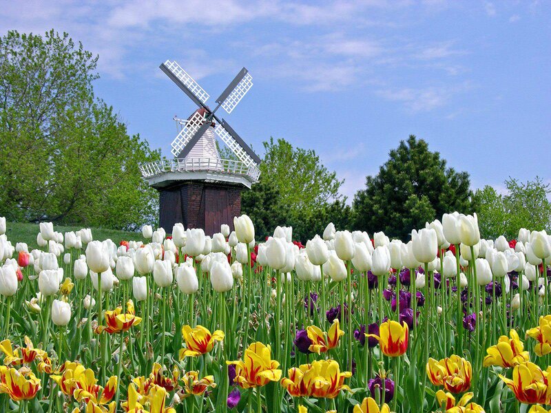 Tulip Field with Windmill — White, Serene, Spring, Photograph, Trees, Sky