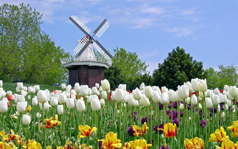 Tulip Field with Windmill — White, Serene, Spring, Photograph, Trees