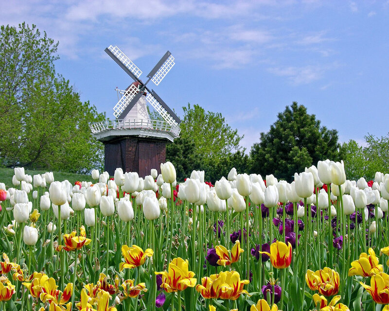 Tulip Field with Windmill — White, Serene, Spring