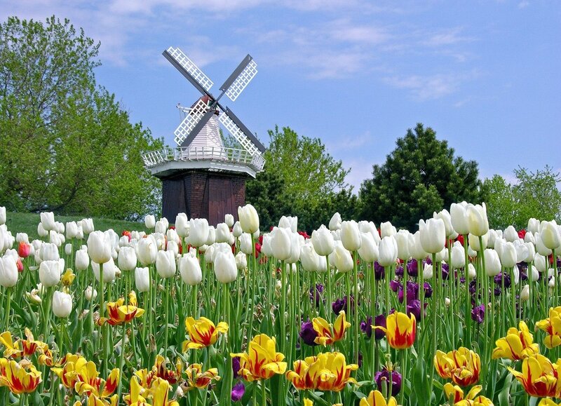 Tulip Field with Windmill — White, Serene